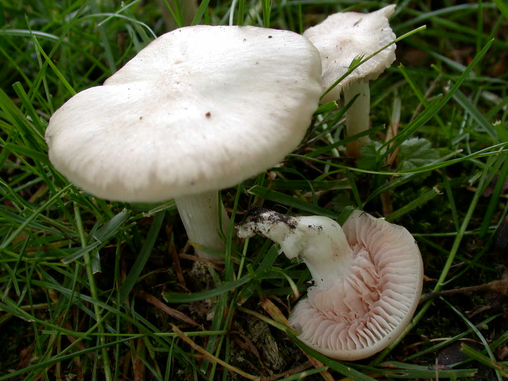 Sotto alberi fruttiferi ....